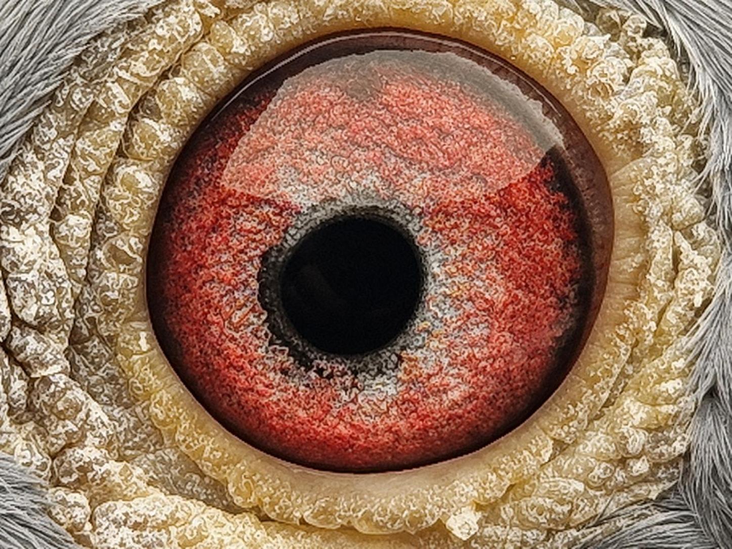 Pigeon eye